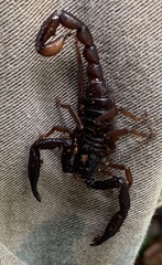 Chactas vanbenedenii