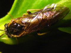 Apareophora forsythiae