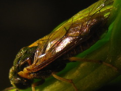 Apareophora forsythiae