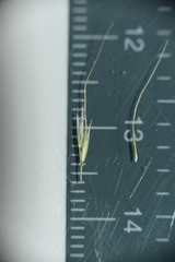 Dichelachne micrantha