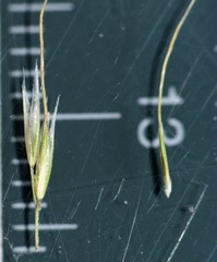 Dichelachne micrantha