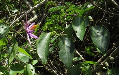 Grewia occidentalis occidentalis