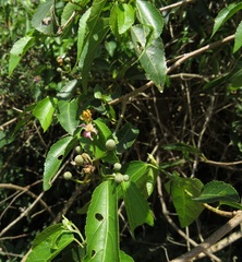 Grewia occidentalis occidentalis