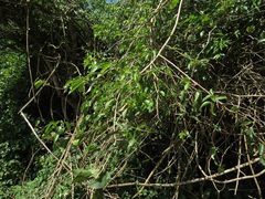 Grewia occidentalis occidentalis
