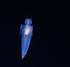 Clione limacina
