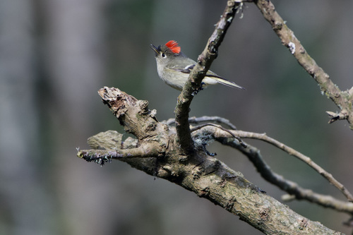 Ruby-crowned Kinglet photographed in California