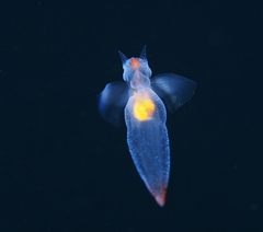 Clione limacina
