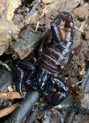 Chactas vanbenedenii