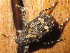 Sphinctotropis laxa