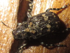 Sphinctotropis laxa