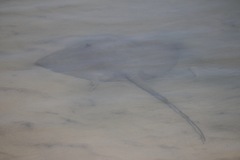Hemitrygon fluviorum