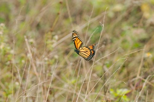 Monarch photographed in Florida