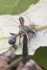 Ophiocordyceps humbertii