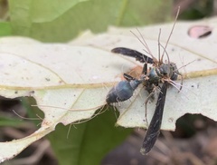Ophiocordyceps humbertii