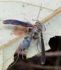 Ophiocordyceps humbertii