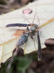 Ophiocordyceps humbertii