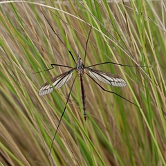 Ptilogyna gracilis gracilis