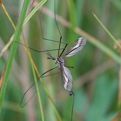 Ptilogyna gracilis gracilis