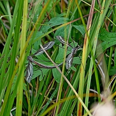 Ptilogyna gracilis gracilis