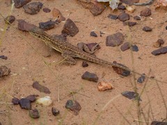 Ctenophorus isolepis