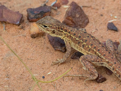 Ctenophorus isolepis