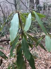 Rhododendron
