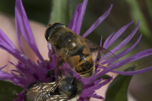 Common Drone Fly photo 6