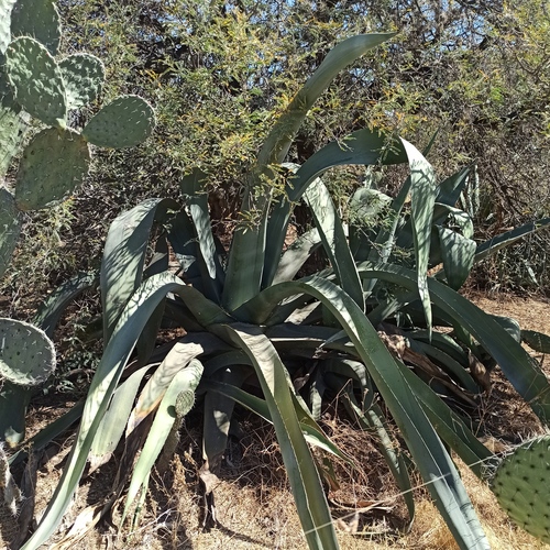 Agave mapisaga