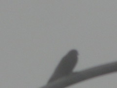 Corvus brachyrhynchos caurinus