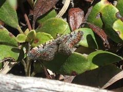 Eupithecia albicapitata