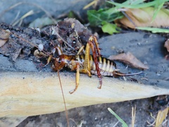 Hemideina crassidens