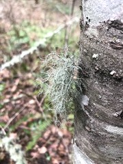 Usnea flavocardia