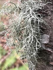 Usnea flavocardia