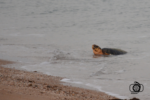 Hawksbill Sea Turtle