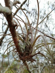 Tillandsia exserta