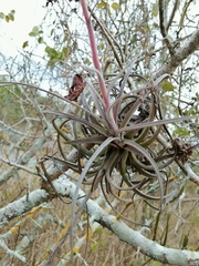Tillandsia exserta