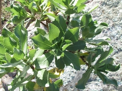 Grindelia buphthalmoides