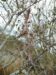 Tillandsia exserta