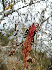 Tillandsia exserta