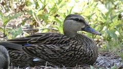 Anas fulvigula image