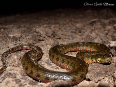 Helicops leopardinus