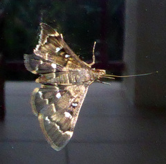 Piletocera fluctualis
