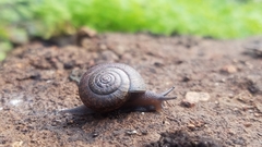 Helminthoglypta contracostae