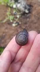 Helminthoglypta contracostae