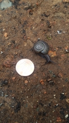 Helminthoglypta contracostae