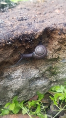 Helminthoglypta contracostae