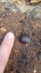 Helminthoglypta contracostae