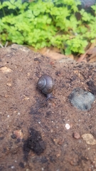 Helminthoglypta contracostae