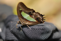 Polyura athamas athamas
