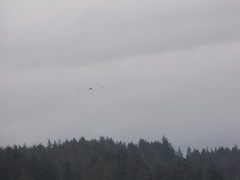 Larus brachyrhynchus